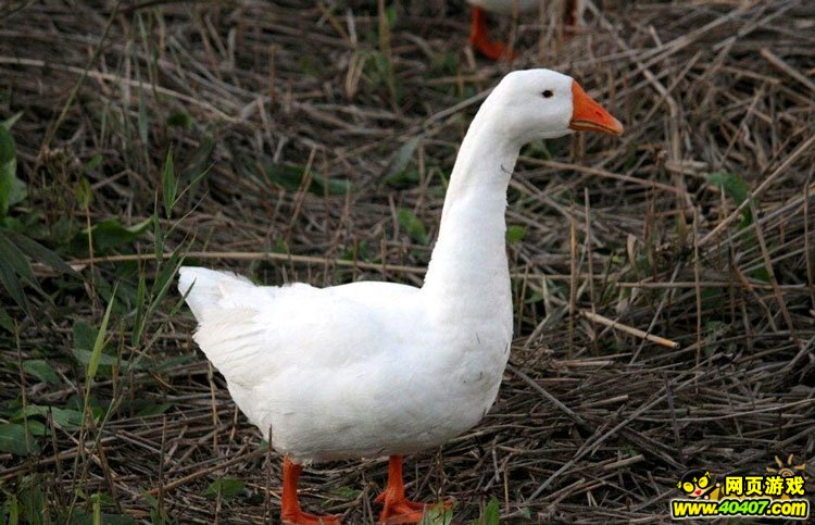 ʦɨѽ